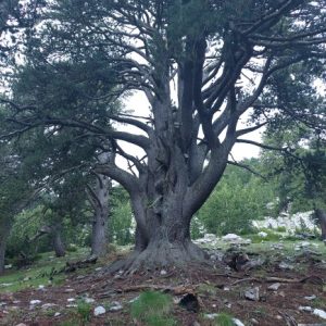 perrenial White pine tree called "Robolo"
