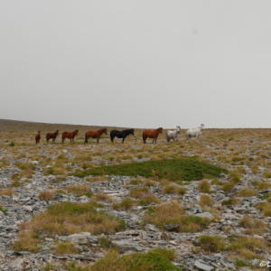 12 Refuge Trail Wild horses on mount Olympus