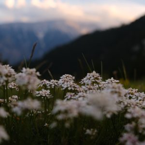 flowers on Mt Olympus