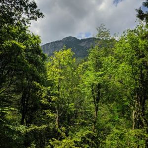 Mount Olympus Dense forest Enipeas gorge Enjoy tours