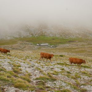 cows on the alpine meadows of Mt Olympus