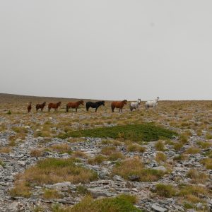 Wild horses on alpine meadows