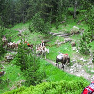 Mules are carrying on the supplies on Mt Olympus