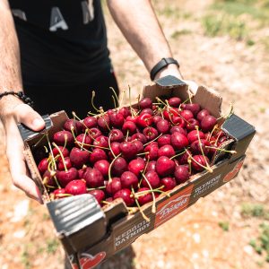 picking up some cherries at Mt Olympus region