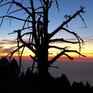 The magic tree on Mt Olympus - Petrostrouga refuge
