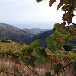 Kechris vineyard