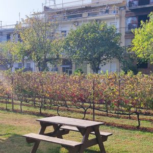 Urban vineyard in Thessaloniki
