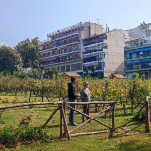 urban vineyard in Thessaloniki